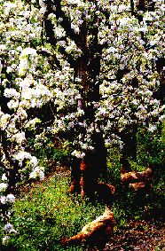 Foto: Frutos en flor