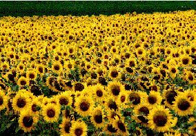 Foto: Plantación de girasoles