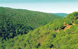 Foto: Bosques con espectacular diversidad cromática