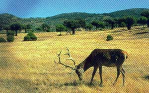 Foto: Ciervo pastando en la reserva del Cíjara