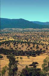 Foto: Vista panorámica de la Dehesa de las Navas