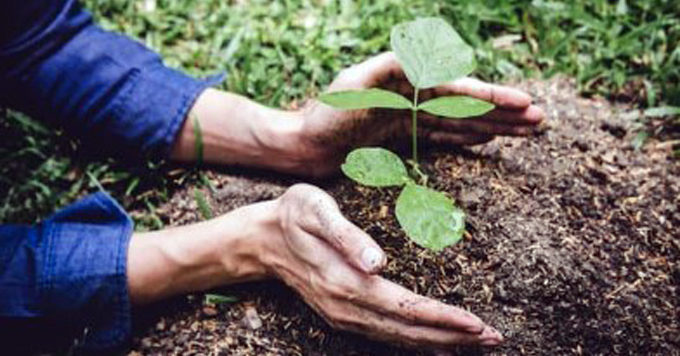 Imagen PROGRAMA DE REFORESTACIÓN Y CREACIÓN DE ESPACIOS VERDES