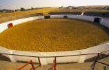 Plaza de toros de Bienvenida