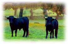 Imagen de toros en la dehesa